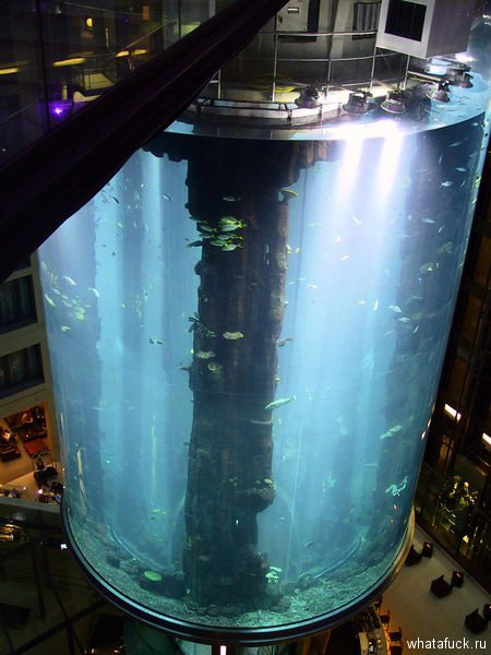aquarium12