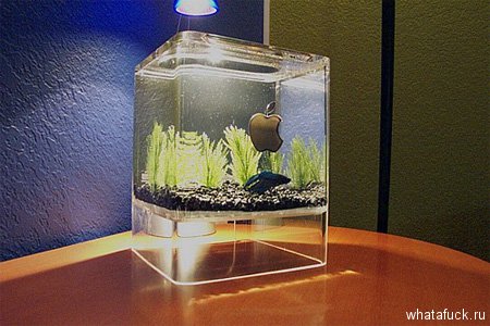 aquarium16